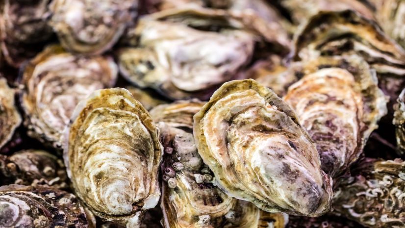 Infrastructure on the Half Shell: Federal Funding for Oyster Stew
