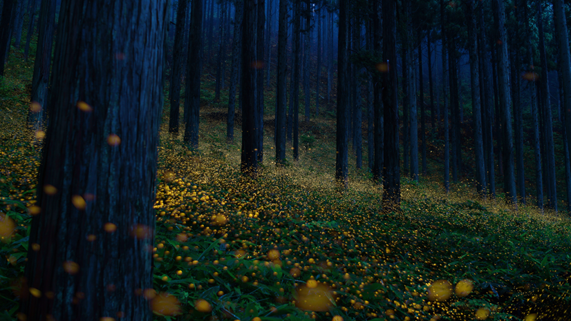 How GIS Can Help Our Wildlife on World Wildlife Day