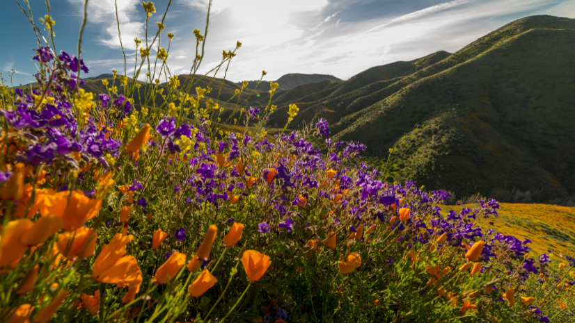 Explore California's Pathways To 30×30