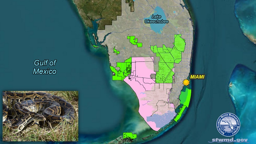 South Florida Geospatial Team Advances Everglades Python Removal Program