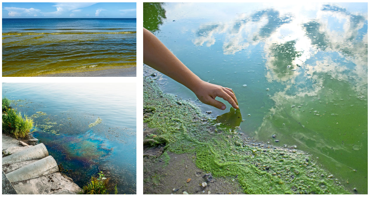 algal blooms chlorophyll concentrations eutrophication