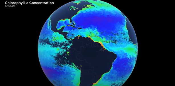 global chlorophyll concentrations