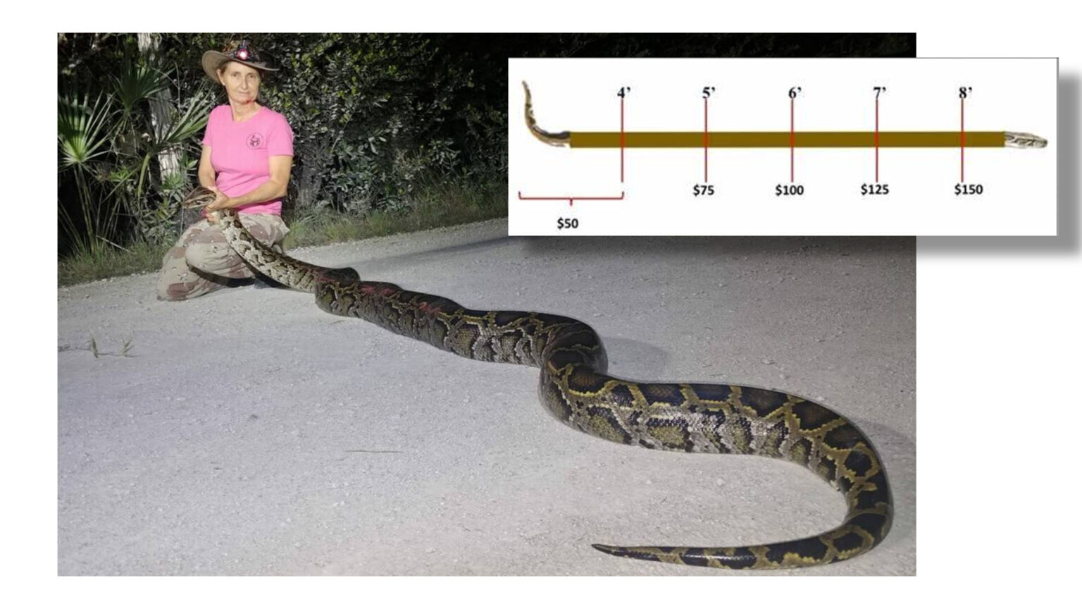 South Florida Geospatial Team Advances Everglades Python Removal Program
