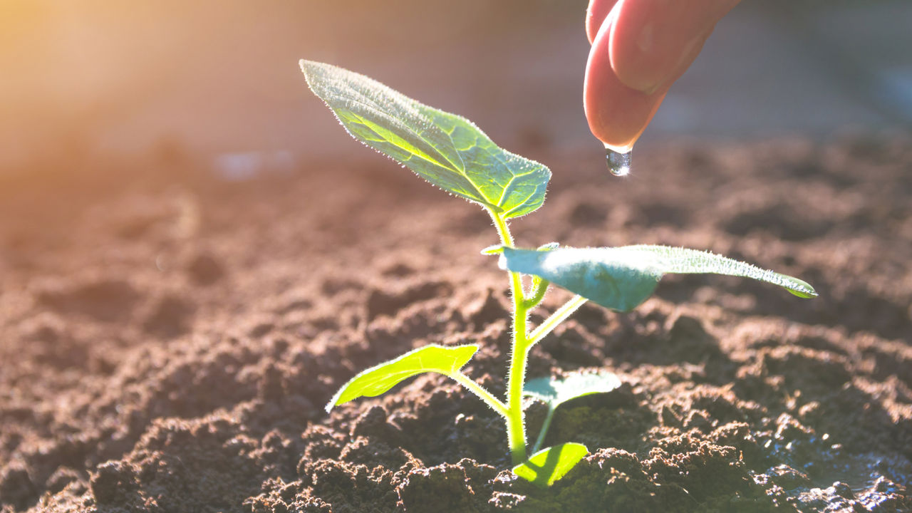 Close up of a hand dropping liquid onto a small green seeding
