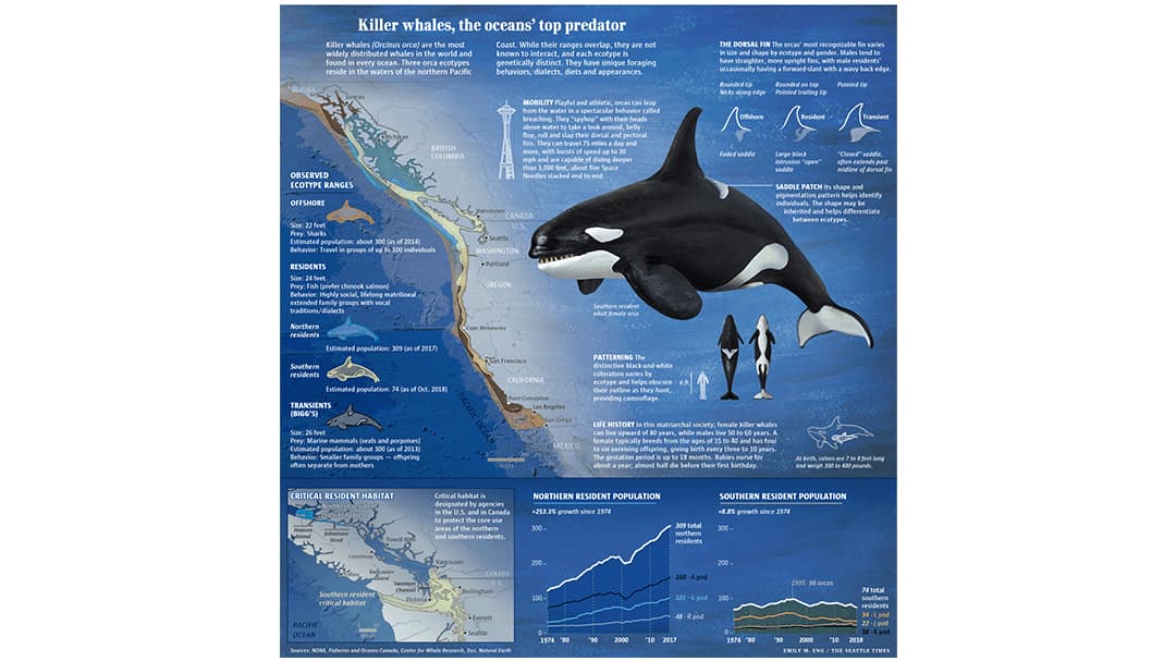 Seattle Times killer whale map
