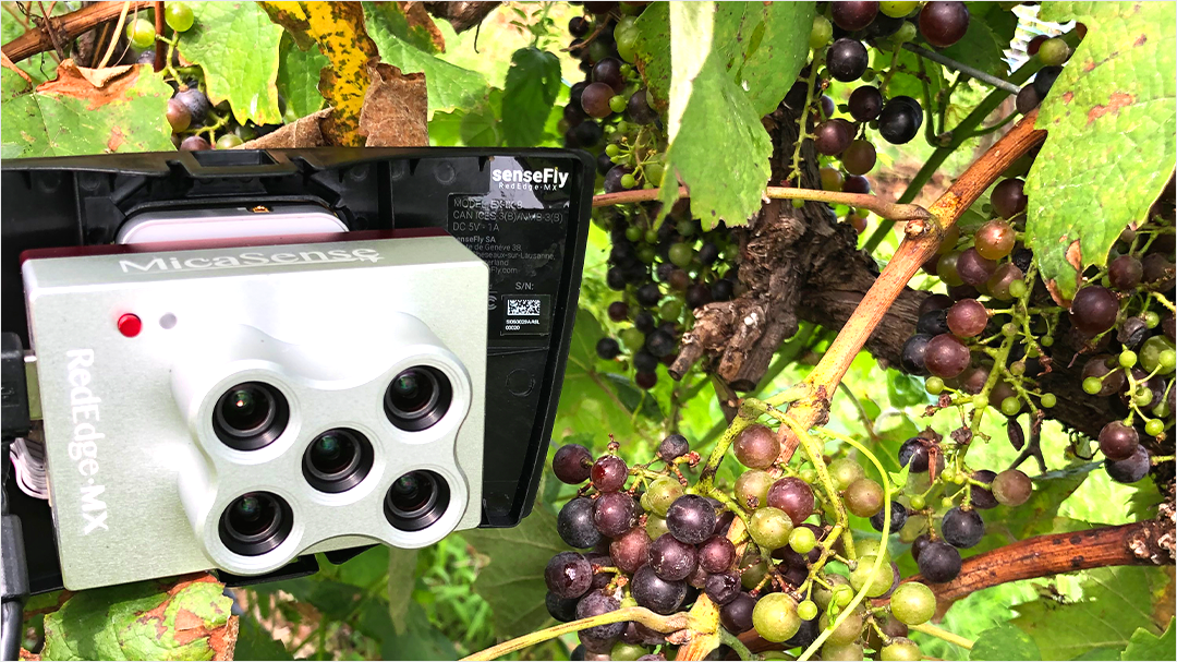 A MicaSense five-band multispectral camera collected health data on grapes at a vineyard.