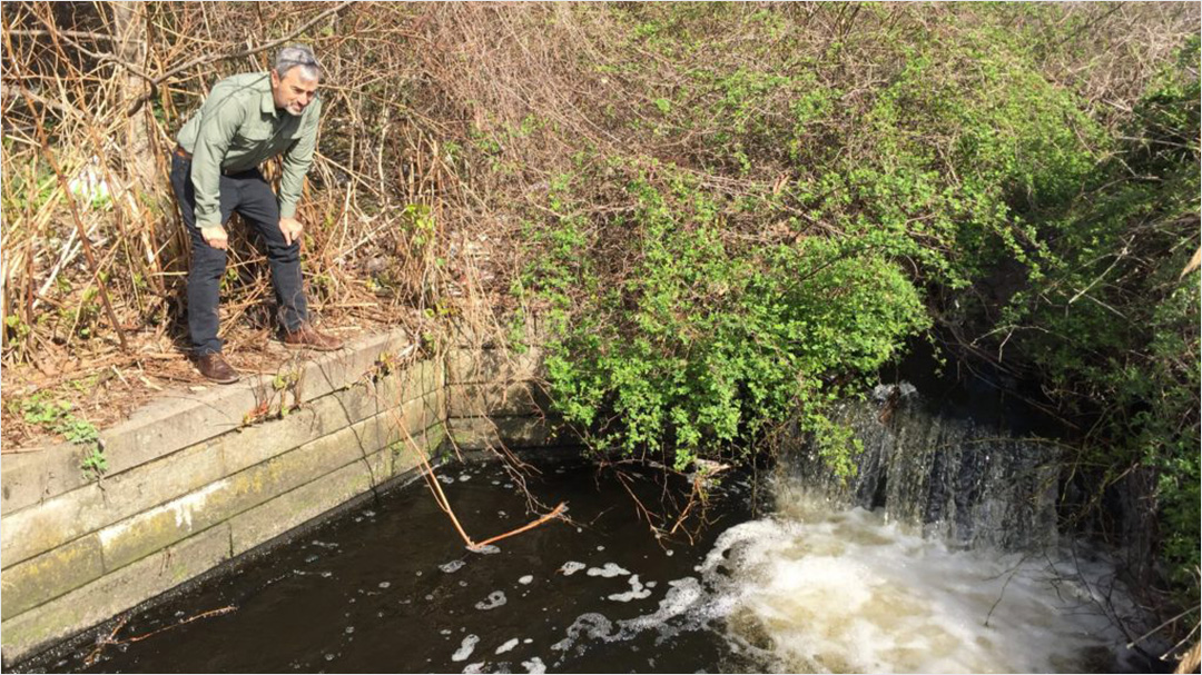 River herring