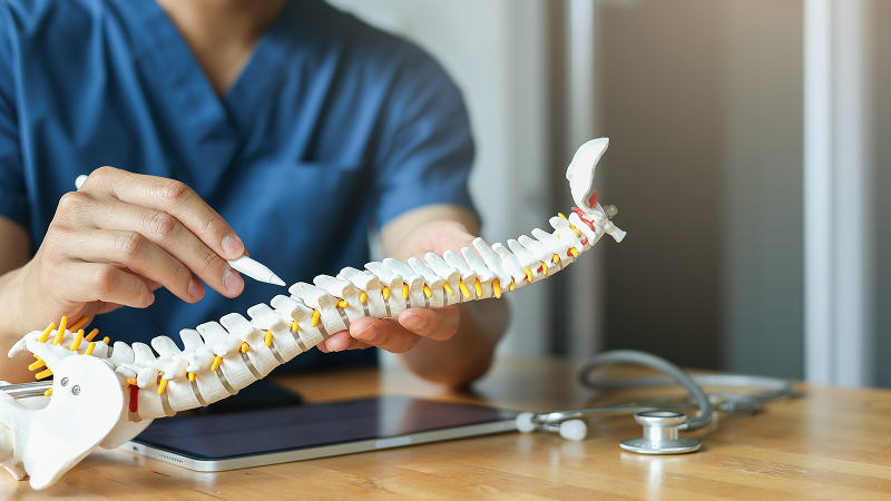 Chiropracteur tenant le modèle d’une colonne vertébrale et pointant une zone de celle-ci avec un stylo.