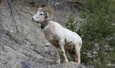 ): A white ram with large, curled horns stands on a rocky outcrop with evergreen trees behind it