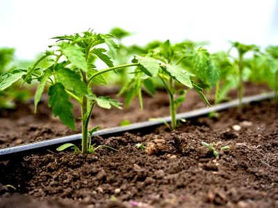 Closeup of rows of small sprouting plants in brown soil