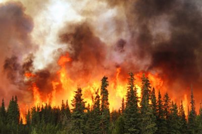 forest fire
