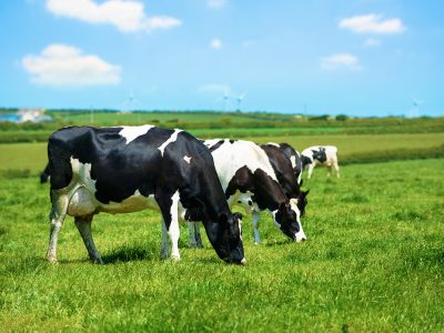 Black and white cows grazing in a lush green field against a blue sky