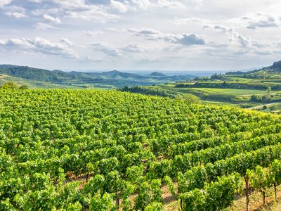 Lush green vineyard stretched over a hilly landscape under a cloud-filled sky