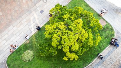 Aerial view of a small green park with a large tree at its center, surrounded by paved walkways where people are sitting and relaxing.