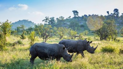 Two rhinoceroses walk side by side through tall grass in an open savanna landscape.