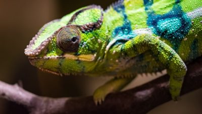 Close-up of a chameleon perched on a branch