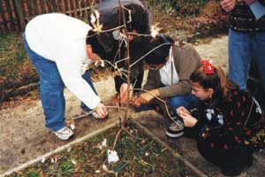 new tree planting