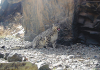 photo of a snow leopard