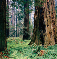 photo of some redwood trees