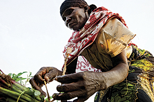 The harvesting of amaranth greens.