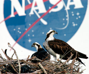 wildlife nesting near Cape Canaveral