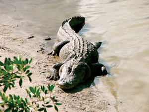 an American alligator