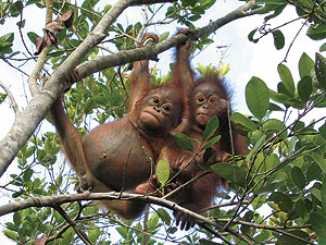 baby orangutans