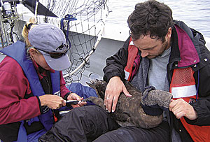 albatross being banded