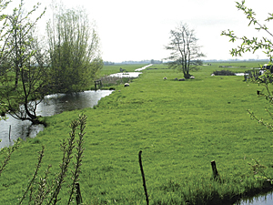 photo of the Bodegraven polder
