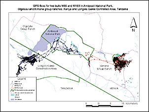 map showing GPS positions of two bulls