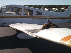 photo of aircraft that struck an American Bittern