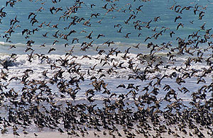 photo of migrating birds