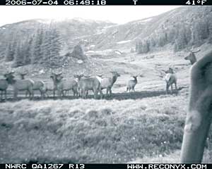 animal-activated photo of elk