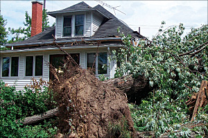 photo of uprooted tree