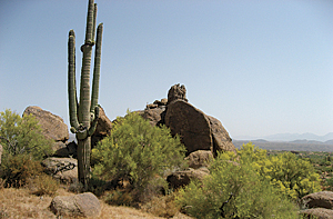 Saguaro and mesquite are among the many plants that should populate the corridors through the Sonoran Desert.