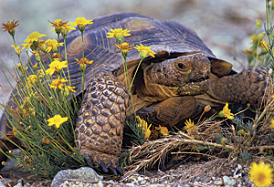 The desert tortoise is among the many animals that would negotiate the corridors.