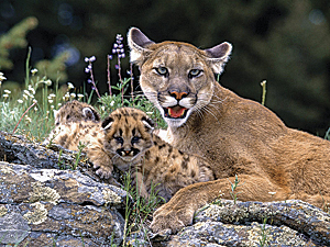 The mountain lion is among the many animals that would negotiate the corridors.