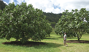 Different varieties of breadfruit are conserved in the world's largest collection of breadfruit at the Breadfruit Institute in Hawaii. (Photo credit: � Jim Wiseman, courtesy of the Breadfruit Institute)