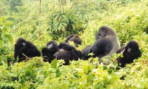 a family of gorillas