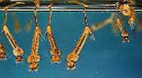 mosquito larva