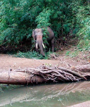 an Asian elephant at water's edge