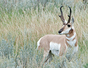 One of the park's pronghorn antelope (photo courtesy of Hamilton Greenwood).