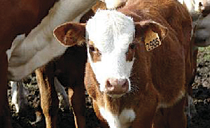 A traced calf, showing the RFID tag.