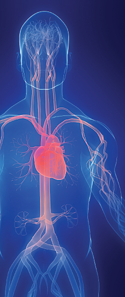 diagram of human circulation system