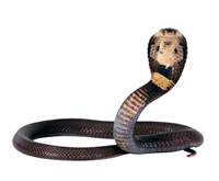 a cobra