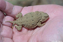 a short-horned lizard