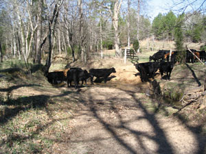 Cattle standing in stream before the cost-share program was implemented