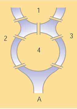 Schema for Seven Bridges problem