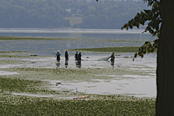 a photo of people seining for fish in the Hudson River shallows