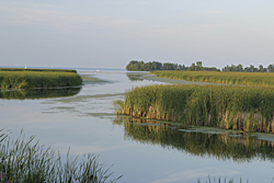 a photo of the wetlands on Lake Ontario